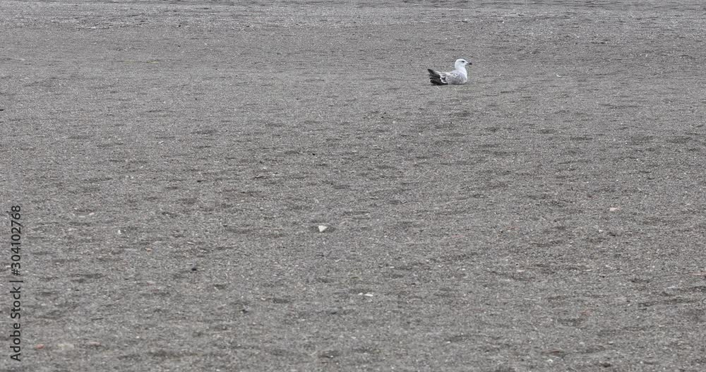 seagulls in the coast shore in a cold rainy day in the Mediterranean Sea seagulls in the coast shore in a cold rainy day in the Mediterranean Sea