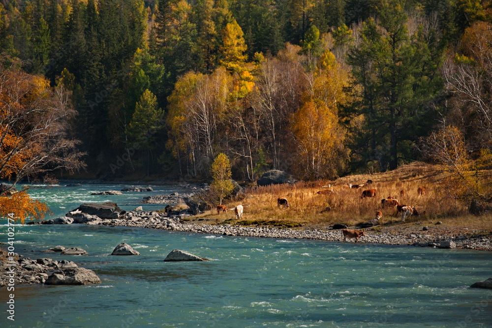 Russia. The South Of Western Siberia. Late autumn in the Altai mountains,  the Chui river