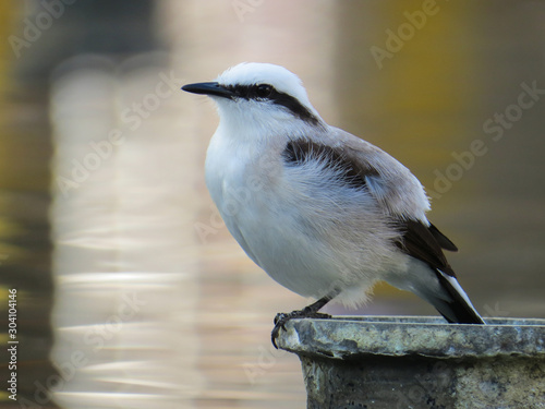 little white and black bird photo