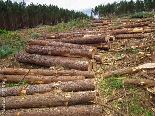 logging and reforestation