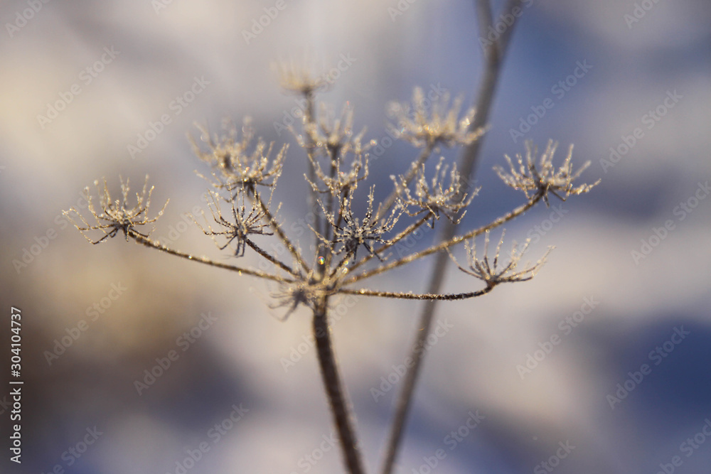dried wild carrot flowers together with dried grass and spikelets beige on a blurred background