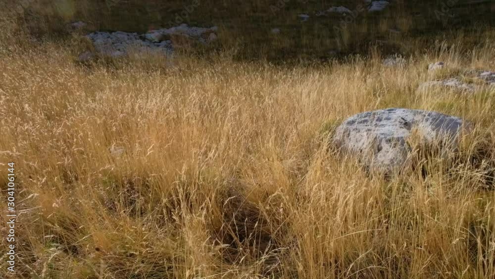 alpine meadow sways in the wind