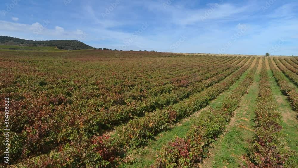 Aerial view of vineyards in autumn in La Rioja. Spain Agricultural concept. 