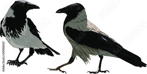 two ravens important sitting on the ground isolated on white background