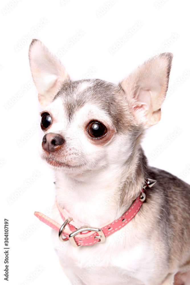 Chihuahua Dog Portrait Stock 사진 | Adobe Stock