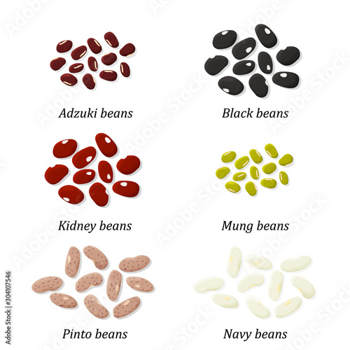 Bean types set. Adzuki, Black, Kidney, Mung, Pinto and Navy bean. Vector.