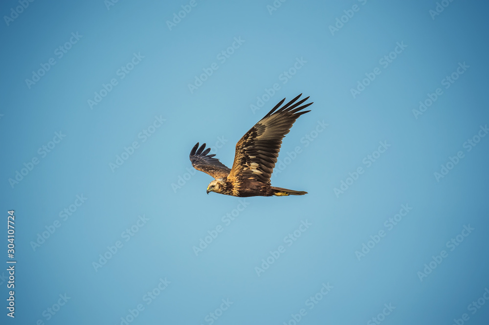 Fototapeta premium Eastern Marsh Harrier in Mai Po Marshes, Hong Kong (Formal Name: Circus spilonotus)