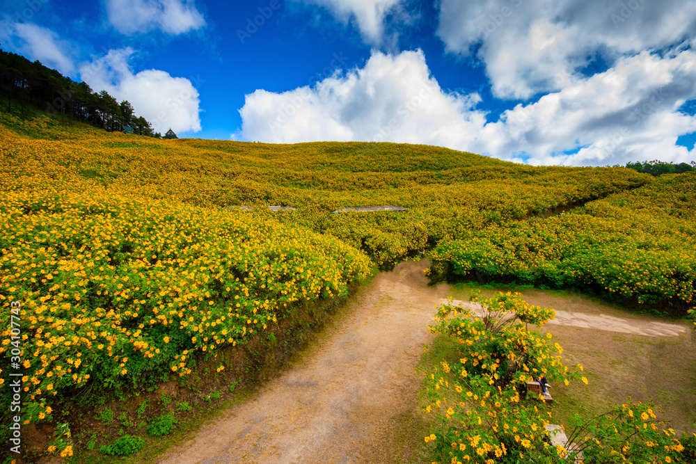 Thung Bua Tong Fields at Doi Mae U Kho Khun Yuam District Mae Hong Son In  Thailand Stock Photo | Adobe Stock