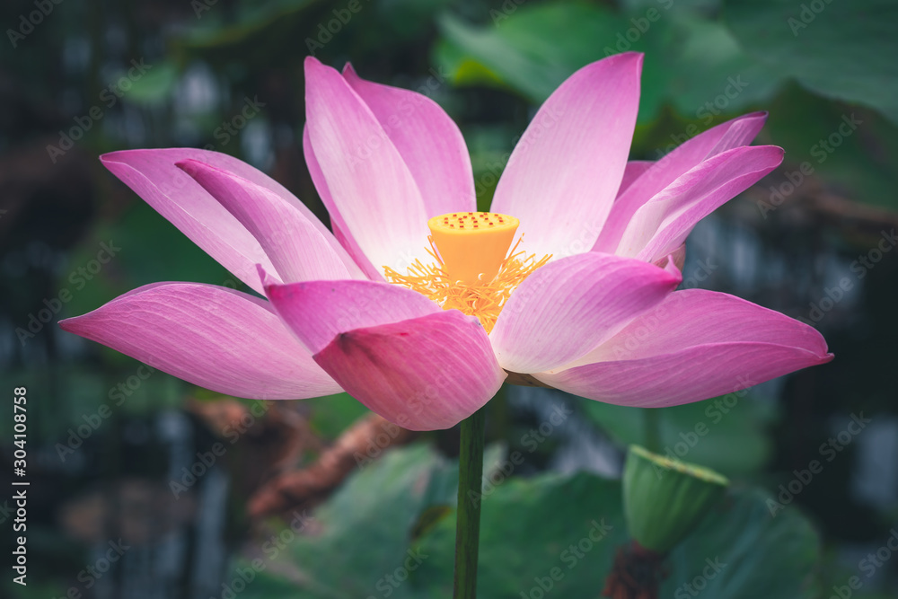 Pink lotus or waterlily flower. Close-up