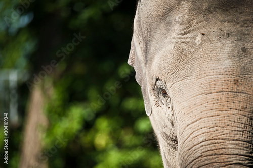 Elefant photo