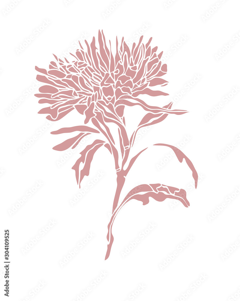 Fototapeta premium Pink illustration Flower Aster with leaves Art nouveau