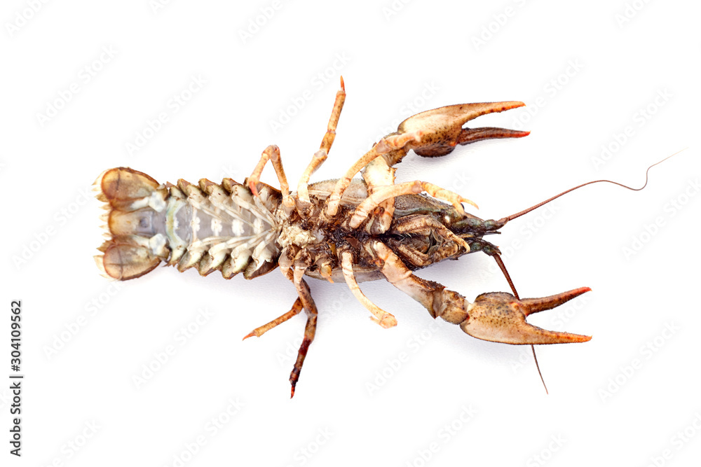Crayfish, crawfish isolated on the white background.