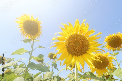 Bright yellow sunflower blooms in the morning sun in Thailand.