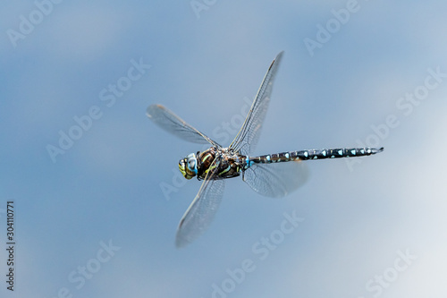 A common hawker dragonfly in flight on a sunny day in summer photo