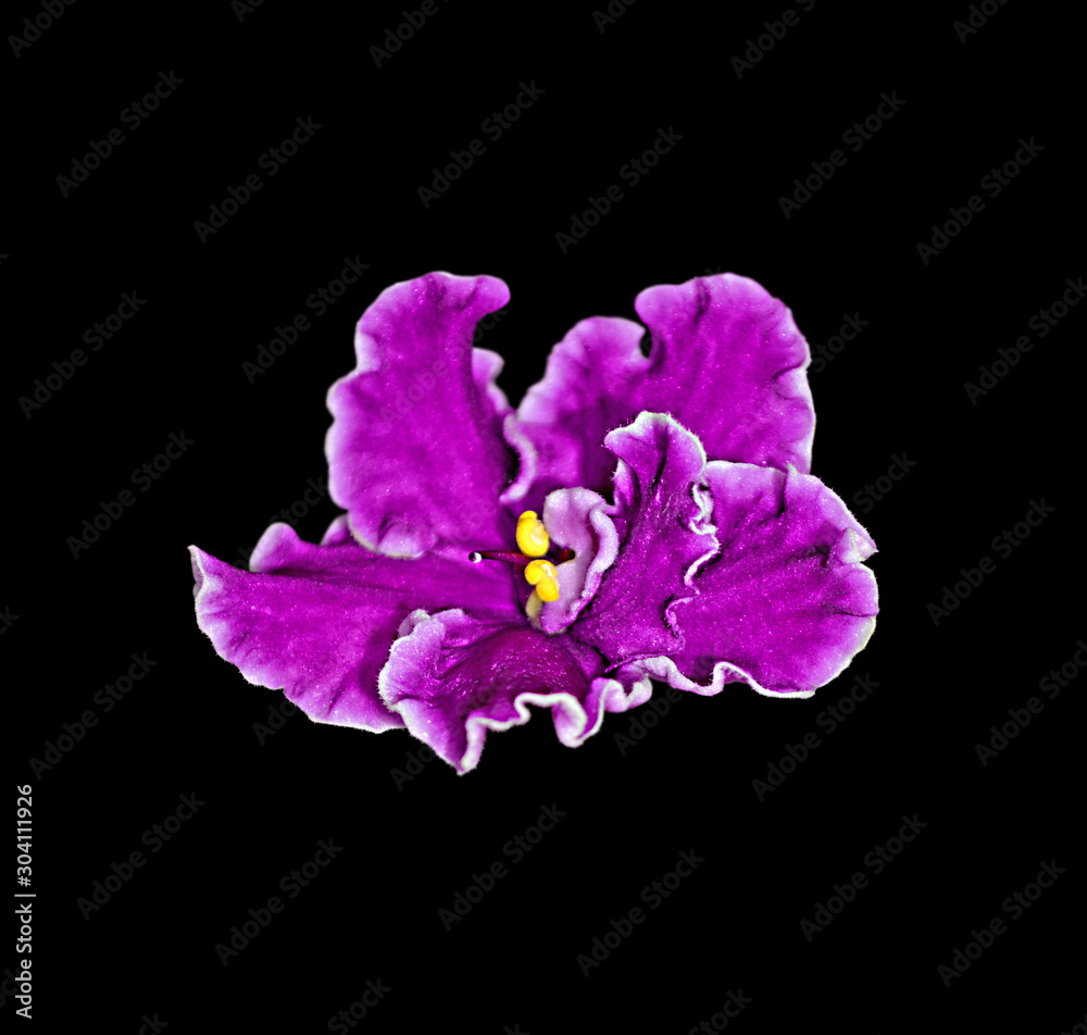 Beautiful purple violet flower isolated on a black background