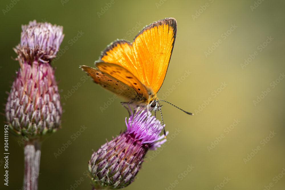 A scarce copper butterfly sitting on a flower on a sunny day in summer A scarce copper butterfly sitting on a flower on a sunny day in summer