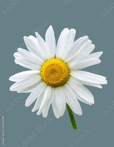 Chamomile flower on an isolated background.