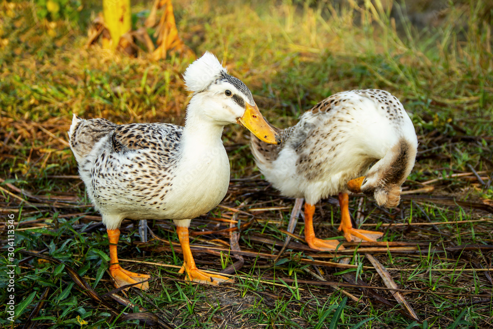 Crested duck on background of husbandry natural animal lifestyle in garden organic farming. Crested duck on background of husbandry natural animal lifestyle in garden organic farming.