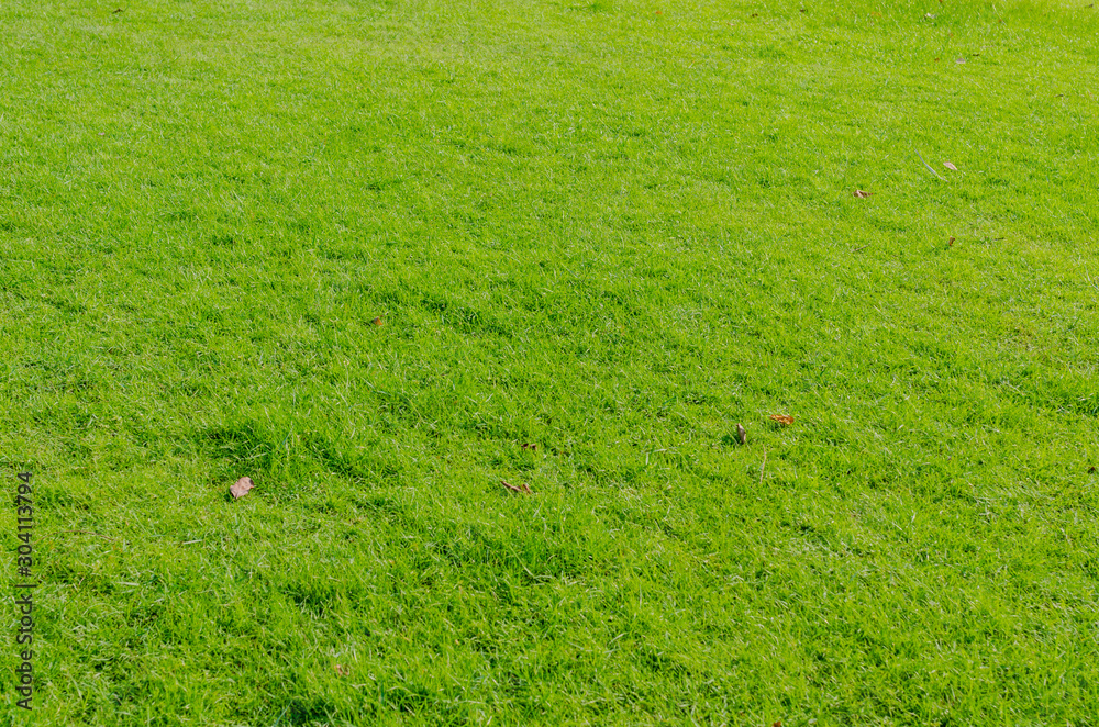 Green grass pattern and texture for background. Close-up Green grass pattern and texture for background. Close-up