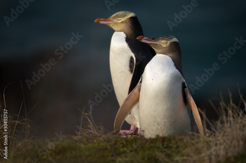  Zwei Gelbaugen-Pinguine an der Ostküste von Neuseeland