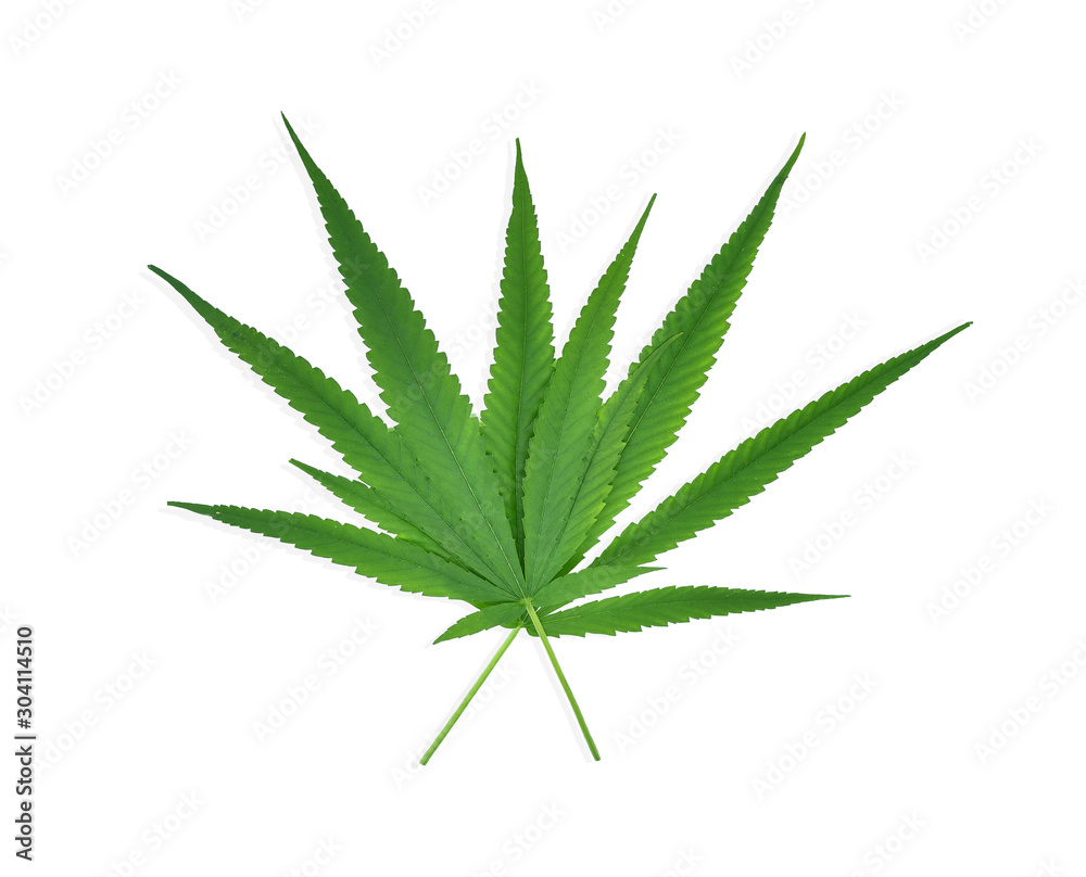green hemp leaves isolated on white background top view. cannabis bush. green hemp leaves isolated on white background top view. cannabis bush.