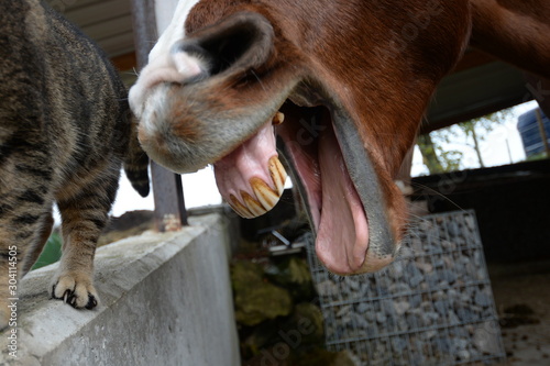 Friss die Katze. Gähnendes Pferd vor einer Katze © Grubärin
