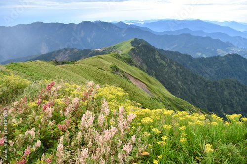 Beautiful alpine meadow and wildflowers in Mount Hehuan