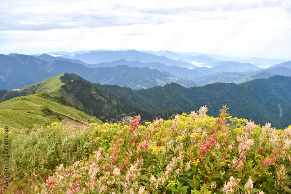 Beautiful alpine meadow and wildflowers in Mount Hehuan
