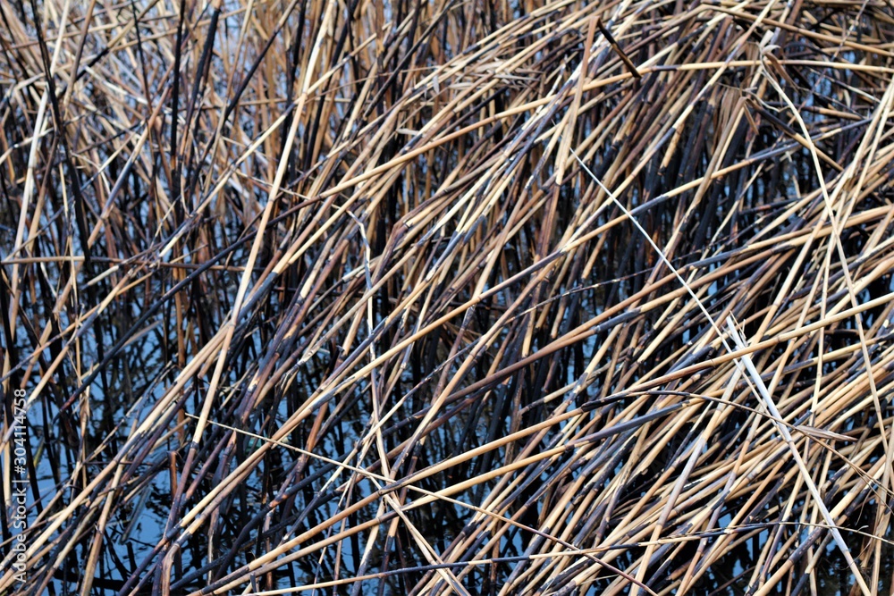 reeds after a fire near the pond reeds after a fire near the pond