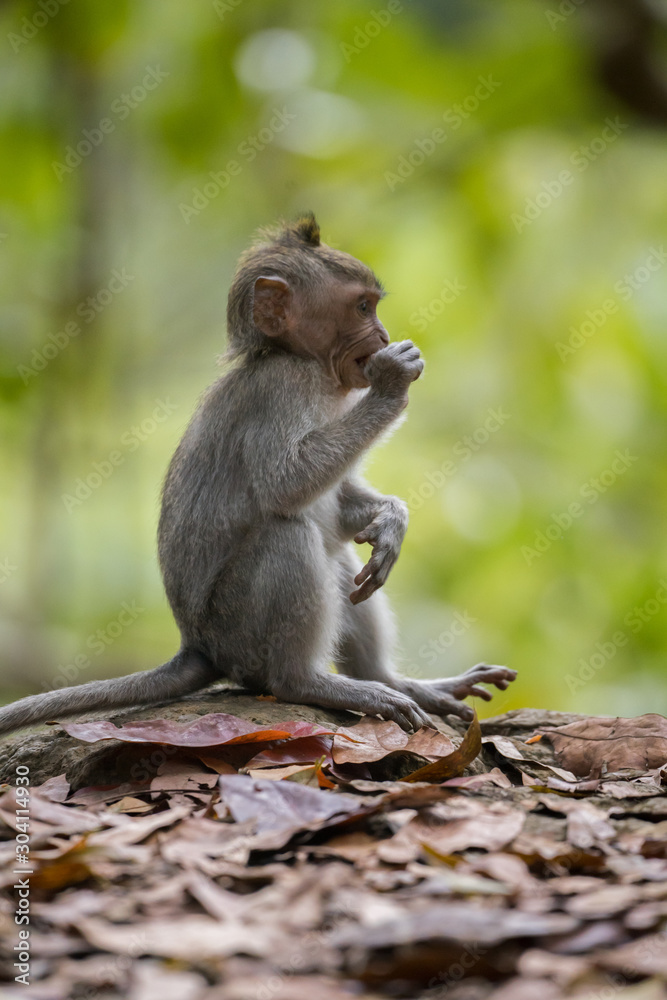 junger Affe, Monkey Forest in Ubud, Bali
