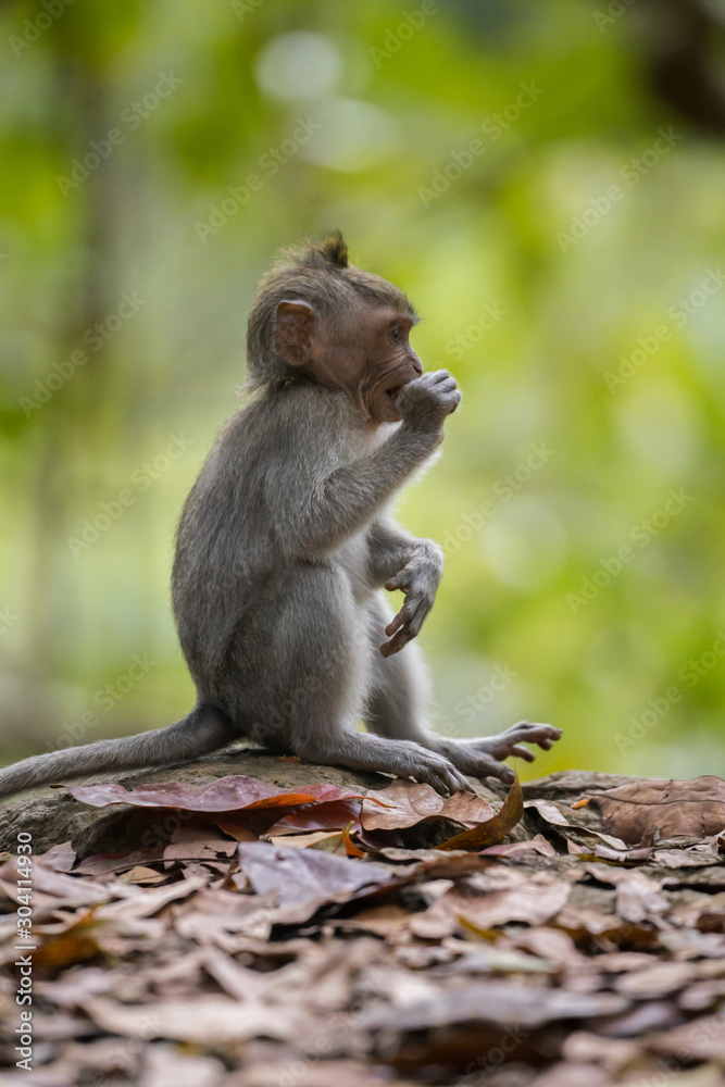 Fototapeta premium junger Affe, Monkey Forest in Ubud, Bali