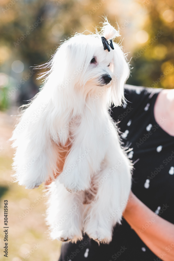 Owner holding cute, fluffy Maltese dog ready for dog show, exhibition Owner holding cute, fluffy Maltese dog ready for dog show, exhibition