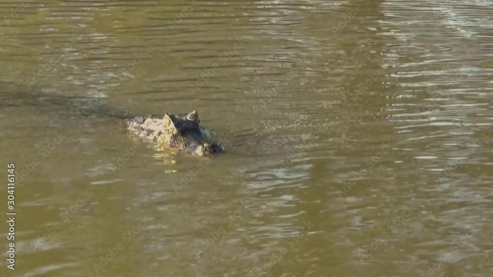 A caiman hunts in the Rio Cuiaba, Pantanal. A caiman hunts in the Rio Cuiaba, Pantanal.