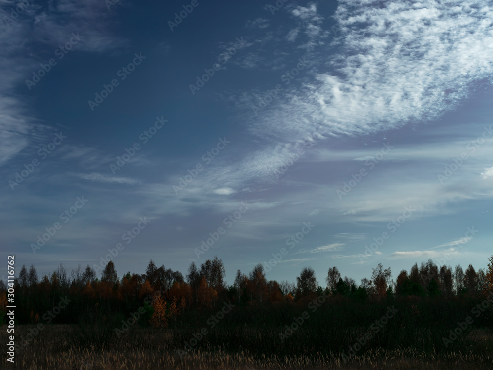 Silhouettes of trees against the background of beautiful white clouds on a clear blue sky.