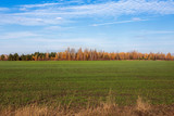 Green field and autumn forest under white beautiful clouds on a clear blue sky. Rustic autumn landscape on a sunny day.