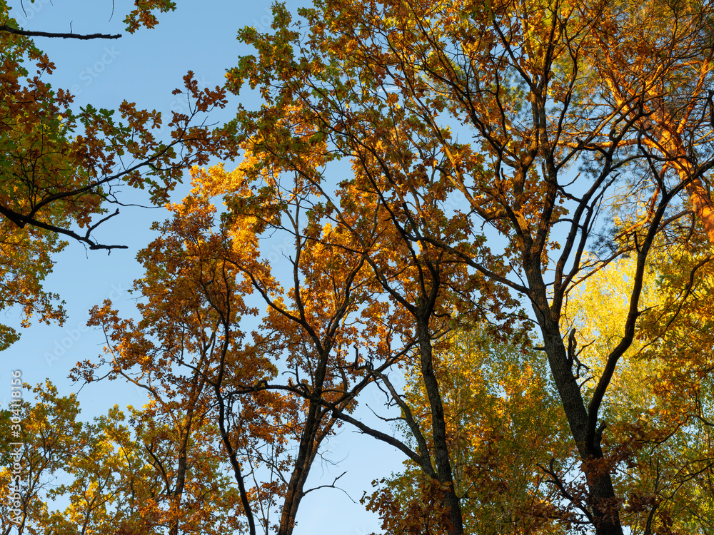 Bright autumn foliage on trees and on the ground in a city park. The sky shines through the foliage. Weekend in nature.