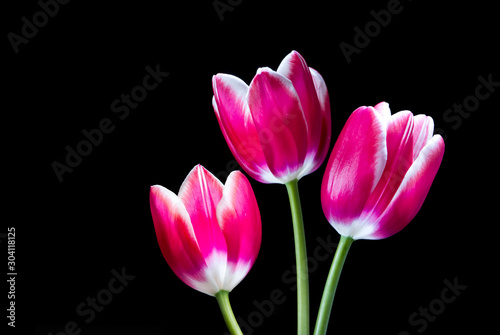 tulipanes rosas aislado en fondo negro
