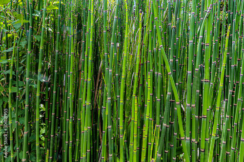 Fototapeta Naklejka Na Ścianę i Meble -  background of bamboo