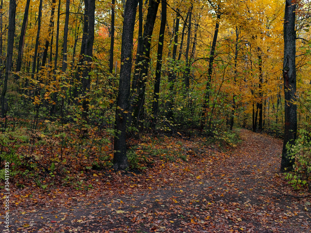 Autumn trees in a city park. Walking paths in the park. Autumn trees in a city park. Walking paths in the park.