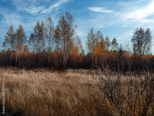 Autumn landscape in the country. Tall dry grass and autumn forest. Blue sky and white clouds.