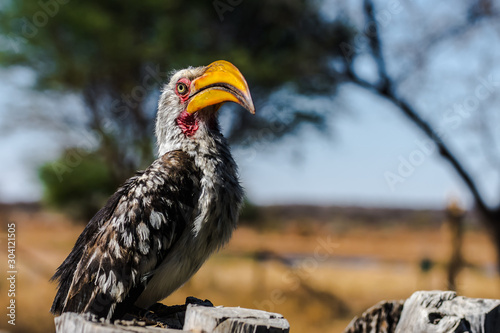 Südlicher Gelbschnabeltoko in Namibia