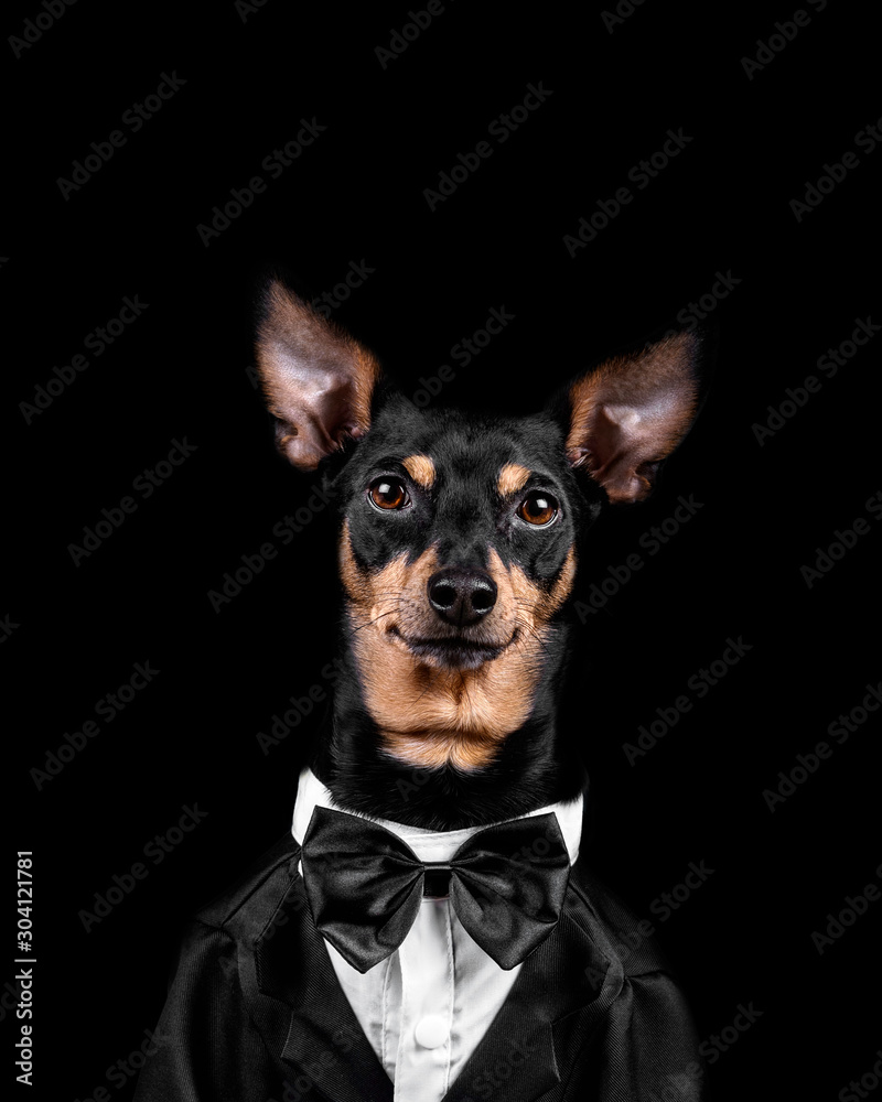 Dog dressed up wearing a tux and bow tie against black background.- Image