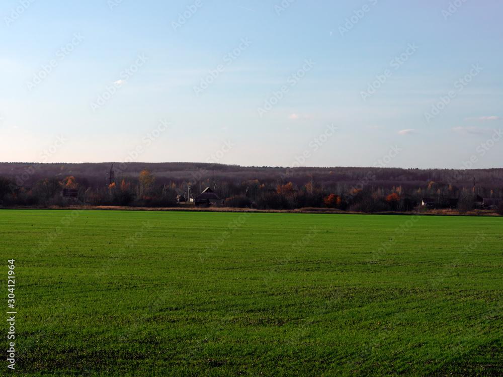 Clear autumn day in the countryside. Field with young sprouts of wheat. Behind the field are village houses and trees with colorful fall foliage.