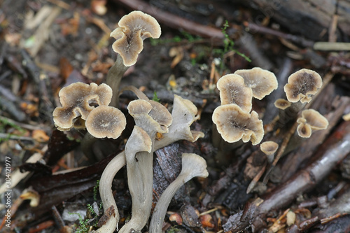 Pseudocraterellus pertenuis, a Chanterelle mushroom, wild fungi from Finland