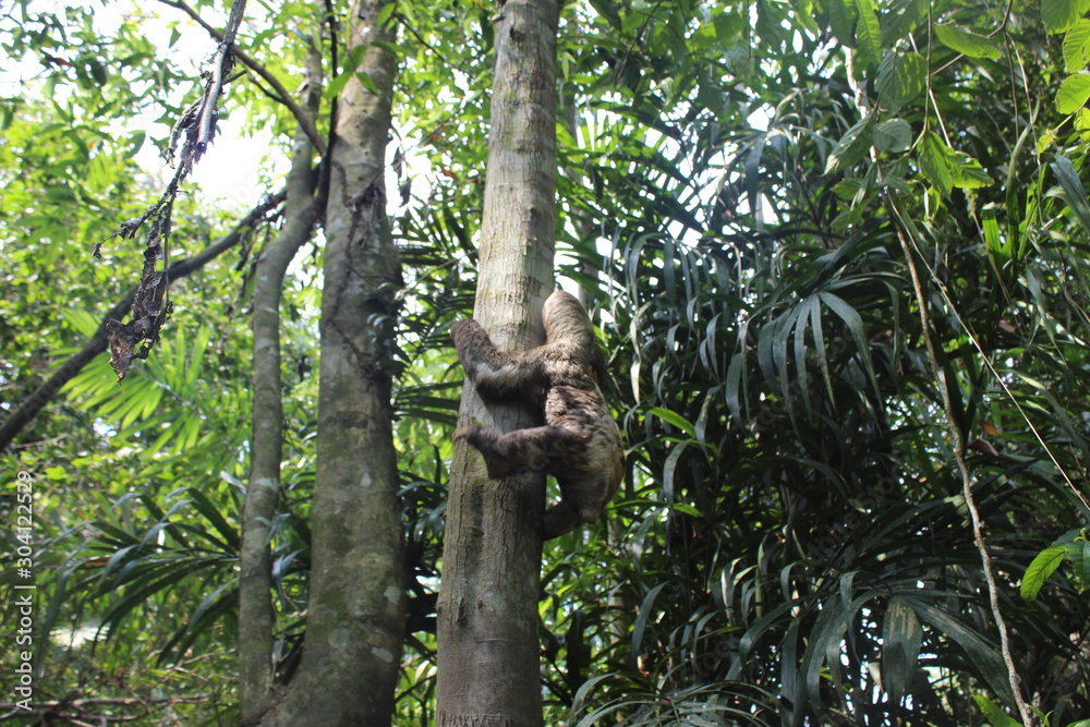 Fototapeta premium sloth climbing the ba tree
