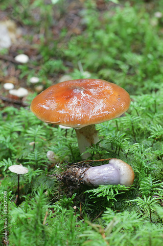 Cortinarius collinitus, known as the Blue-Girdled Webcap, wild fungus from Finland photo
