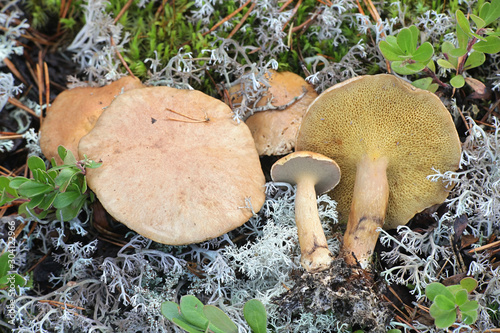 Suillus bovinus, known as the Jersey cow mushroom or bovine bolete, wild mushroom from Finland photo