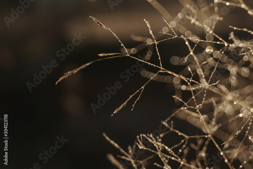 Morning dew on dry grass at the natural morning sunlight. Autumn grass background 