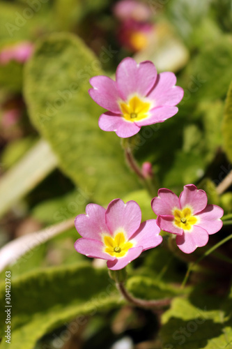 Pink primrose or primula vulgaris sibthorpii