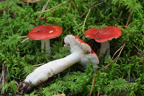 Russula rhodopus, red brittlegill, wild mushroom from Finland photo